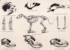 Строение скелета собаки. The Book of Field Sports and Library of Veterinary Knowledge. Лондон, 1864
