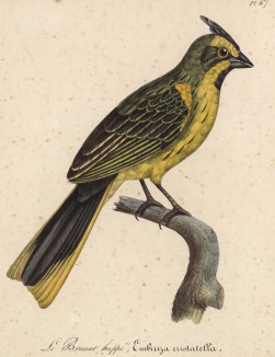 Хохлатая овсянка (Emberiza Cristatella (лат.)) (лист из альбома литографий "Галерея птиц... королевского сада", изданного в Париже в 1822 году)