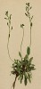 Драба каринтская (Draba carinthiaca (лат.)) (из Atlas der Alpenflora. Дрезден. 1897 год. Том II. Лист 163)