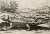 Саламандры (лист из альбома Nova raccolta de li animali piu curiosi del mondo disegnati et intagliati da Antonio Tempesta... Рим. 1651 год)