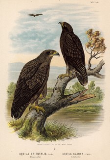 Степной орёл (слева) и большой подорлик в 1/4 натуральной величины (лист XXXIX красивой работы Оскара фон Ризенталя "Хищные птицы Германии...", изданной в Касселе в 1894 году)