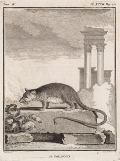 Мышиный опоссум (лист XXXII иллюстраций к четвёртому тому знаменитой "Естественной истории" графа де Бюффона, изданному в Париже в 1753 году)