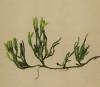 Дифазиаструм альпийский, или плаун сплюснутый (из Atlas der Alpenflora. Дрезден. 1897 год. Том I. Лист 11)