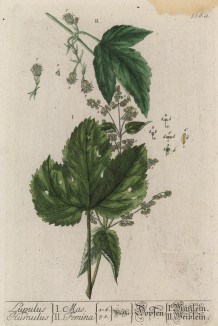 Хмель обыкновенный, или вьющийся (Humulus lupulus (лат.)) — вид травянистых растений из семейства коноплёвые. Дама и кавалер (лист 536а "Гербария" Элизабет Блеквелл, изданного в Нюрнберге в 1760 году)
