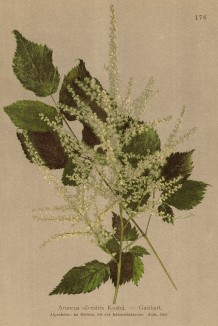 Арункус (или волжанка) лесной (Aruncus silvestris (лат.)) (из Atlas der Alpenflora. Дрезден. 1897 год. Том II. Лист 176)