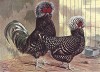 Курица и петух уданской породы. The New Book of Poultry. Лондон, 1902