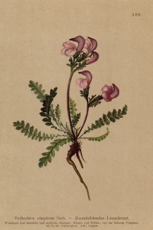 Мытник дернистый (Pedicularis cespitosa (лат.)) (из Atlas der Alpenflora. Дрезден. 1897 год. Том IV. Лист 390)