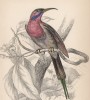 Нектарница Nectarinia Goalpariensis (лат.) (лист 26 тома XVI "Библиотеки натуралиста" Вильяма Жардина, изданного в Эдинбурге в 1843 году)