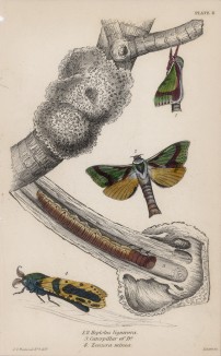 Спящий и бодрствующий мотылёк 1,2. Hepiolus lignivora 3. Caterpillar of Do. 4. Zeuzera minea (лат.) (лист 8 XXXVII тома "Библиотеки натуралиста" Вильяма Жардина, изданного в Эдинбурге в 1843 году)