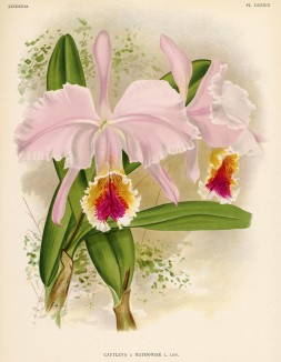 Орхидея CATTLEYA x MATHONIAE (лат.) (лист DXXXIX Lindenia Iconographie des Orchidées - обширнейшей в истории иконографии орхидей. Брюссель, 1896)