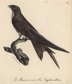 Белобрюхий стриж (Cypselus melbus (лат.)) (лист из альбома литографий "Галерея птиц... королевского сада", изданного в Париже в 1822 году)