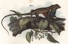 Агама шишконосая (Lyriocephalus scutatus) (из Naturgeschichte der Amphibien in ihren Sämmtlichen hauptformen. Вена. 1864 год)