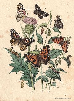 Бабочки рода ванесс: многоцветница, репейница и др. "Книга бабочек" Фридриха Берге, Штутгарт, 1870. 