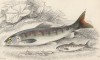 Развитие молодого лосося: 1. за день до вылупления 2. однодневная личинка 3. двухмесячный малёк 4. малёк, достигший совершеннолетия -- 18 месяцев (лист 31 XXXII тома "Библиотеки натуралиста" Вильяма Жардина, изданного в Эдинбурге в 1843 году)