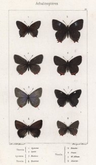 Бабочки рода Thecla (хвостатки) 1.lynceus, 2.Spini, 4.Quercus, 5.Betulae, 6.Pruni, 7.W.Album, 8.Acaciae и lucaena Boetica (3) (лат.) (лист 22)