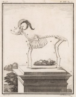 Скелет горного барана (лист XIII иллюстраций к пятому тому знаменитой "Естественной истории" графа де Бюффона, изданному в Париже в 1755 году)