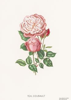 Чайная роза Кобальт. С литографии Генри Кёртиса из издания "Магия розы". Штутгарт, 1963 г.