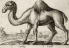 Одногорбый верблюд (лист из альбома Nova raccolta de li animali piu curiosi del mondo disegnati et intagliati da Antonio Tempesta... Рим. 1651 год)