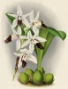 Орхидея COELOGINE BARBATA (лат.) (лист DCCXXXV Lindenia Iconographie des Orchidées - обширнейшей в истории иконографии орхидей. Брюссель, 1901)