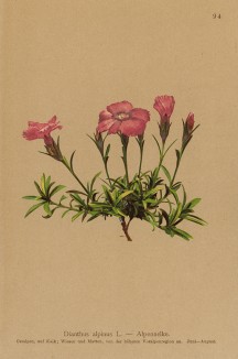 Гвоздика альпийская (Dianthus alpinus (лат.)) (из Atlas der Alpenflora. Дрезден. 1897 год. Том I. Лист 94)