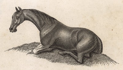 Лежащая лошадь. Английская гравюра, изданная в конце XVIII века