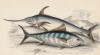1. Макрель-пуля 2. Меч-рыба (1. Auxis vulgaris 2. Xiphias gladius (лат.)) (лист 12 XXXII тома "Библиотеки натуралиста" Вильяма Жардина, изданного в Эдинбурге в 1843 году)