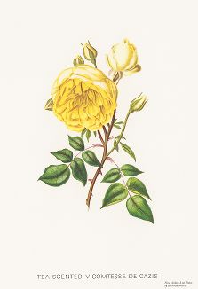 Душистая чайная роза Виконтесса де Кассис. С литографии Генри Кёртиса из издания "Магия розы". Штутгарт, 1963 г.