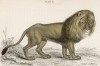 Азиатский лев (Felis Leo (лат.)) из зоопарка в Сурри (лист 3* тома III "Библиотеки натуралиста" Вильяма Жардина, изданного в Эдинбурге в 1834 году)