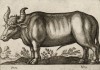 Тур (uro (ит.)) (лист из альбома Nova raccolta de li animali piu curiosi del mondo disegnati et intagliati da Antonio Tempesta... Рим. 1651 год)