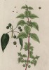 Крапива (Urtica (лат.) — род цветковых растений семейства крапивные (лист 321 "Гербария" Элизабет Блеквелл, изданного в Нюрнберге в 1757 году)
