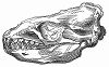 Слепок челюсти антарктического тюленя-крабоеда, питающегося несмотря на название, не крабами, а крилем, обнаруженного английским моряком-полярником Сэром Джеймсом Кларком Россом (1800 -- 1862 гг.) (The Illustrated London News №95 от 24/02/1844 г.)