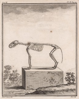 Скелет (лист VI иллюстраций к седьмому тому знаменитой "Естественной истории" графа де Бюффона, изданному в Париже в 1758 году)