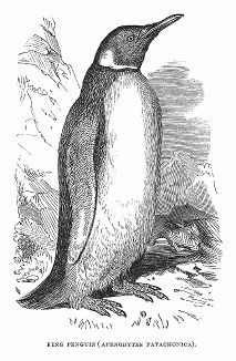 Крупный королевский пингвин, уступающий в величине только императорскому пингвину -- открытие Сэра Джеймса Кларка Росса (1800 -- 1862 гг.), английского  моряка, исследователя полярных районов (The Illustrated London News №95 от 24/02/1844 г.)