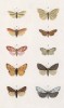 Некоторые бабочки родов Lithosia, Calligenia, Setina, Naclia, Nudaria и Emydia (лат.) (лист 55)