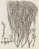 Джузгун, или торлок, или торлик, или турлук, или кислец (Pterococcus aphyllus). Из атласа к знаменитой работе "Путешествия профессора Палласа в разные провинции Российской Империи". Париж, 1794