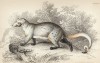 Мангуст paradoxurus dubius ? (лат.) (лист 6 тома I "Библиотеки натуралиста" Вильяма Жардина, изданного в Эдинбурге в 1842 году)