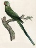 Ожереловый попугай (лист 22 иллюстраций к первому тому Histoire naturelle des perroquets Франсуа Левальяна. Изображения попугаев из этой работы считаются одними из красивейших в истории. Париж. 1801 год)