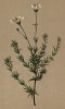 Песчанка крупноцветковая (Arenaria grandiflora (лат.)) (из Atlas der Alpenflora. Дрезден. 1897 год. Том II. Лист 107)