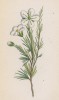 Звездчатка лиственницелистная (Alsine laricifolia (лат.)) (лист 96 известной работы Йозефа Карла Вебера "Растения Альп", изданной в Мюнхене в 1872 году)