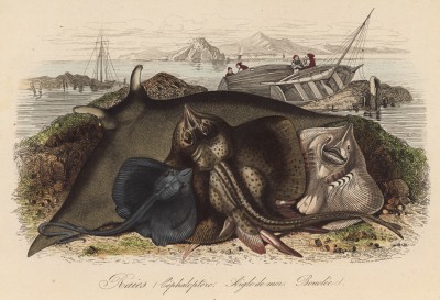 Скаты: семейство мантовые и другие (иллюстрация к работе Ахилла Конта Musée d'histoire naturelle, изданной в Париже в 1854 году)