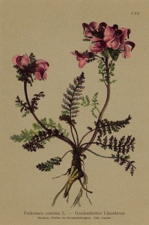 Мытник носатый (Pedicularis rostrata (лат.)) (из Atlas der Alpenflora. Дрезден. 1897 год. Том IV. Лист 389)
