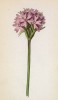 Смолка альпийская (Lychnis alpina (лат.)) (лист 93 известной работы Йозефа Карла Вебера "Растения Альп", изданной в Мюнхене в 1872 году)