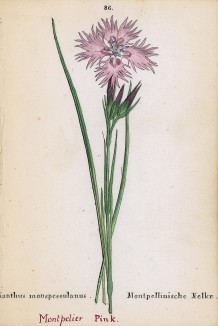 Гвоздика монпельенская (Dianthus monspessulanus (лат.)) (лист 86 известной работы Йозефа Карла Вебера "Растения Альп", изданной в Мюнхене в 1872 году)