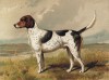 Фоксхаунд (из "Книги собак" Веро Шоу, украшенной великолепными иллюстрациями Чарльза Барбера. Лондон. 1881 год)