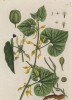 Кирказон, или аристолохия (Aristolochia (лат.)) (лист 255 "Гербария" Элизабет Блеквелл, изданного в Нюрнберге в 1757 году)