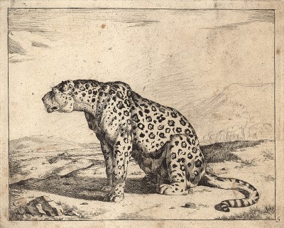Леопард. Редкий офорт голландского гравера Marcus De Bye. Амстердам, 1730