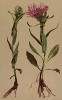 Василёк перистый (Centaurea plumosa (лат.)) (из Atlas der Alpenflora. Дрезден. 1897 год. Том V. Лист 481)