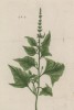 Пролеска, или кур-зелье (Mercurialis (лат.)), из семейства молочайные (лист 311 "Гербария" Элизабет Блеквелл, изданного в Нюрнберге в 1757 году)