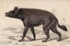 Страшная гиена из пустынь Нубии (Hyena vulgaris (лат.)) (лист 27 тома V "Библиотеки натуралиста" Вильяма Жардина, изданного в Эдинбурге в 1840 году)
