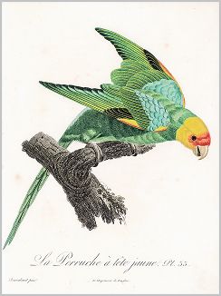 Копия «Желтоголовый амазон (лист 33 иллюстраций к первому тому Histoire naturelle des perroquets Франсуа Левальяна. Изображения попугаев из этой работы считаются одними из красивейших в истории. Париж. 1801 год)»